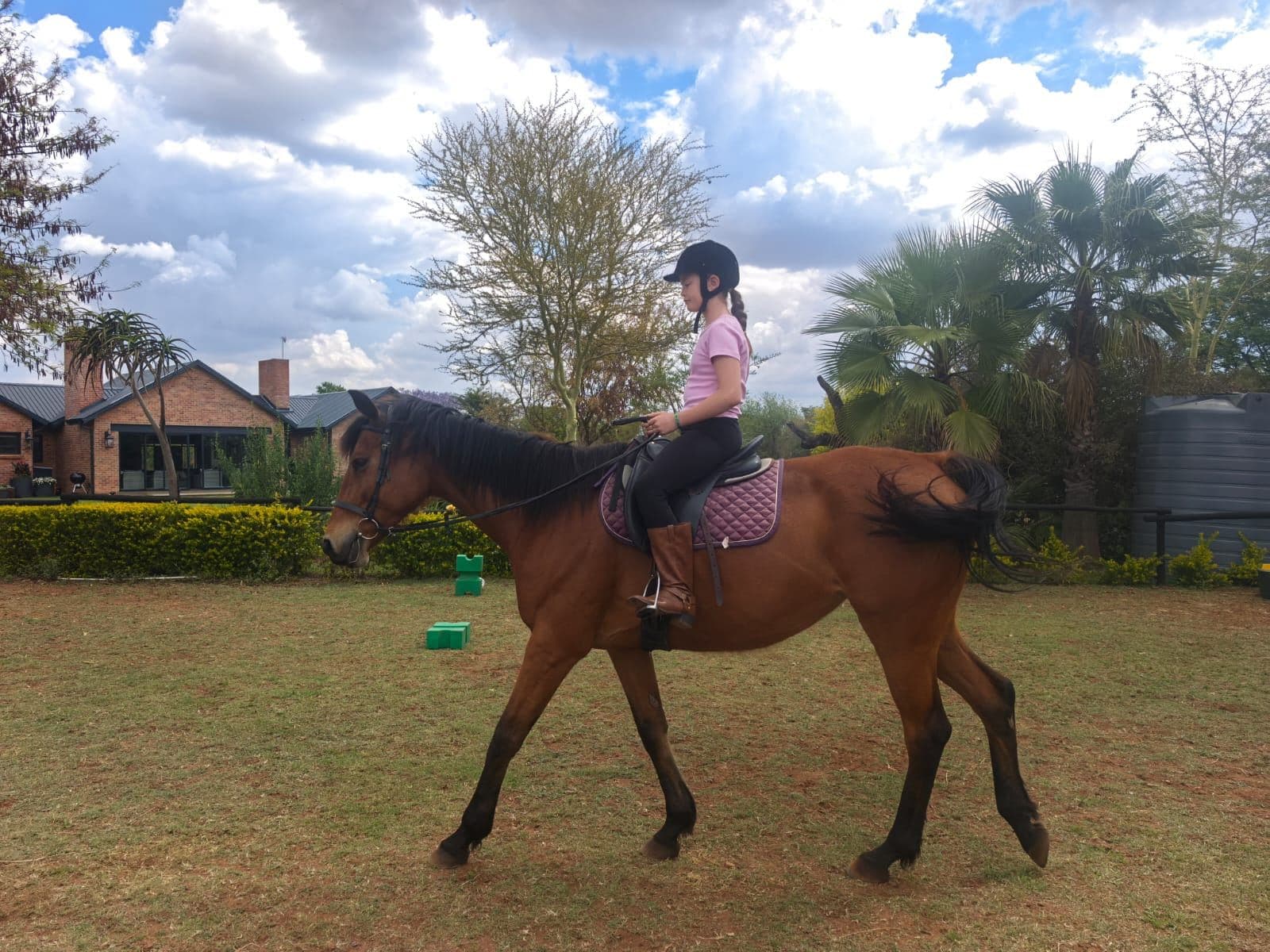 Rider trotting a bay horse on the lawn
