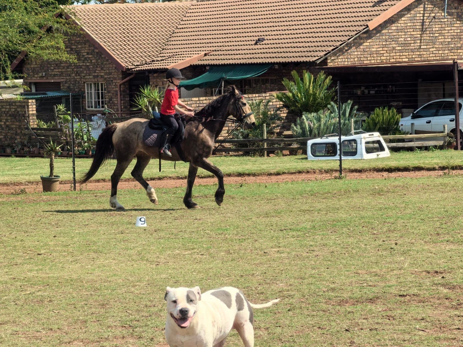 Rider cantering on the lawn with the farm dog watching