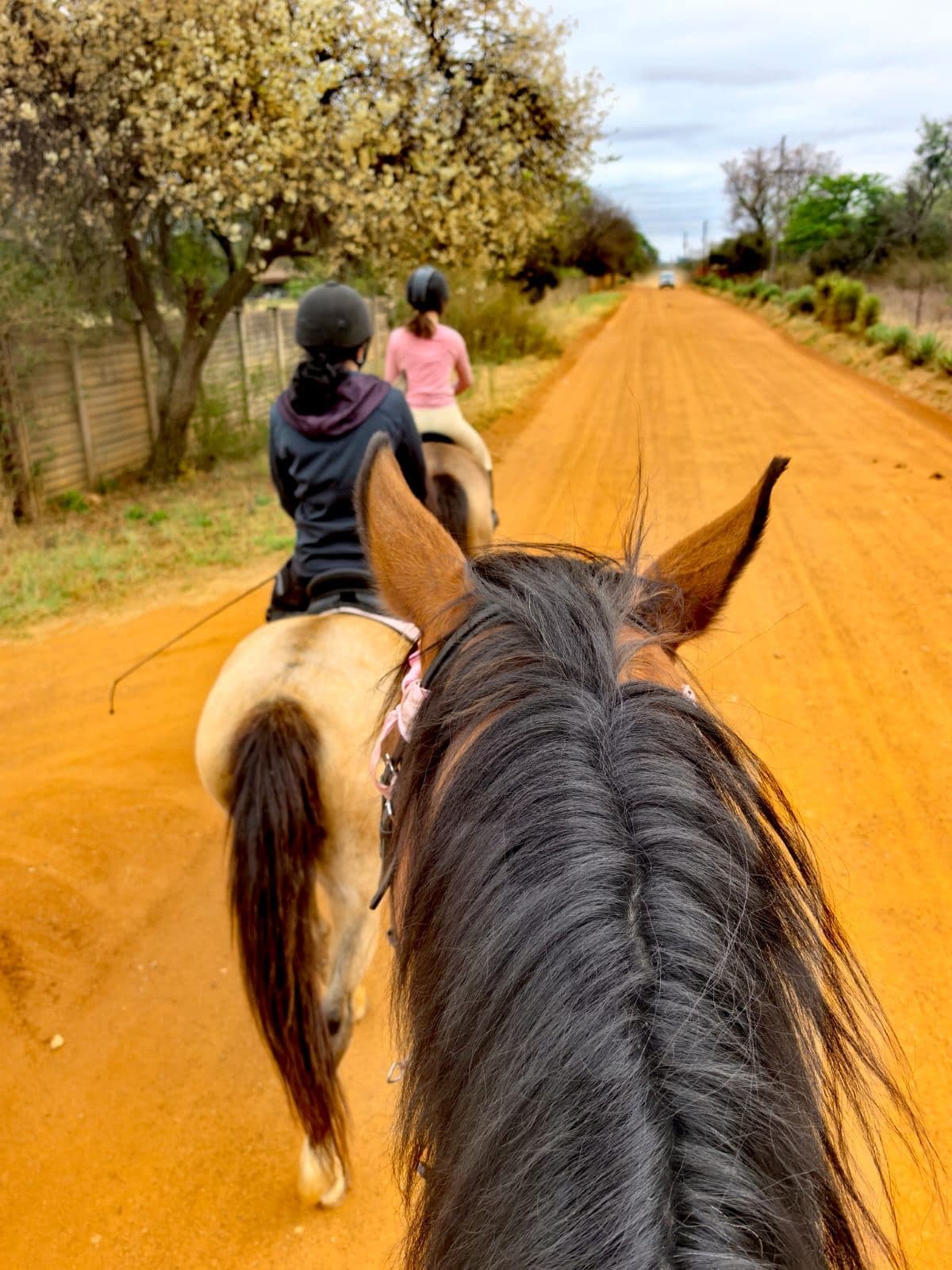Riders heading out along a sandy farm road, seen between a horse's ears