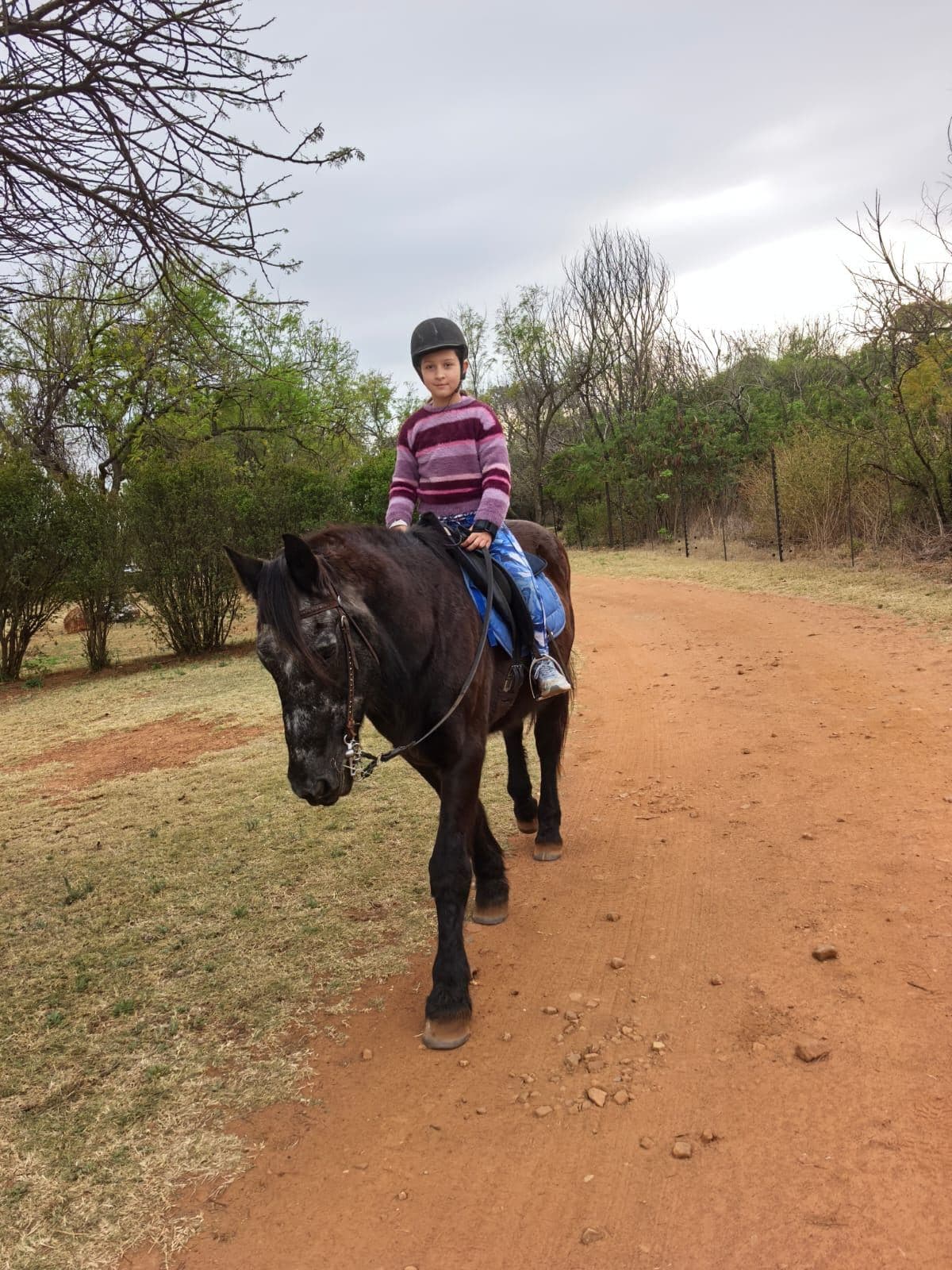 Rider on a black pony on the farm road