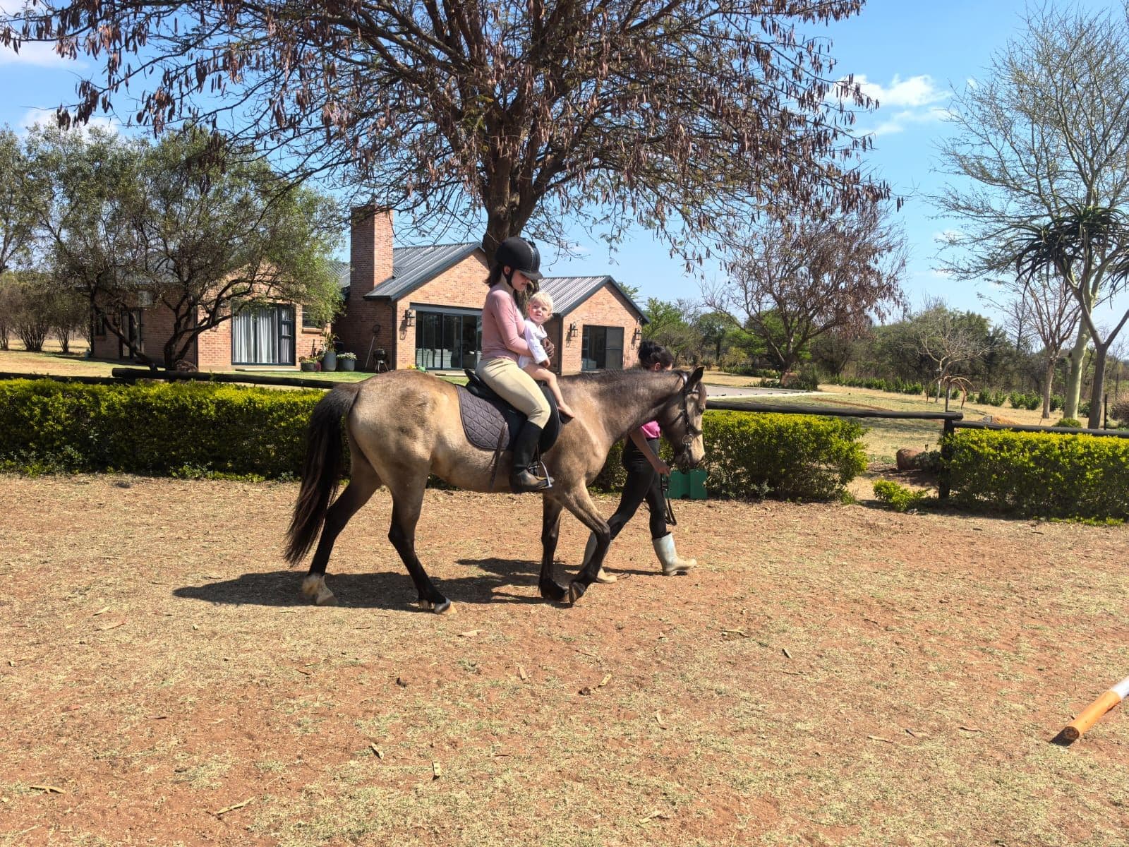 Little rider being led on a buckskin pony