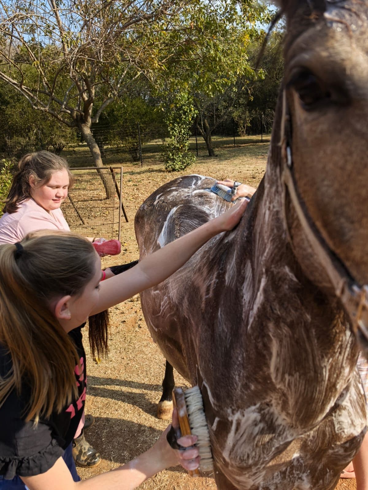 Children giving a horse a bath
