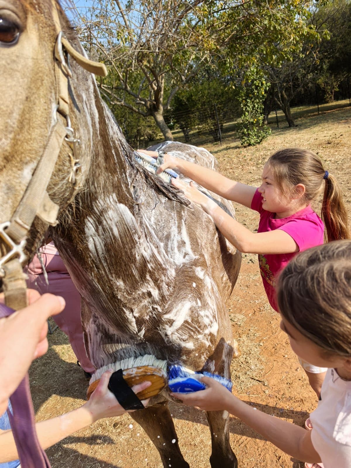 Children washing a horse with sponges and soap