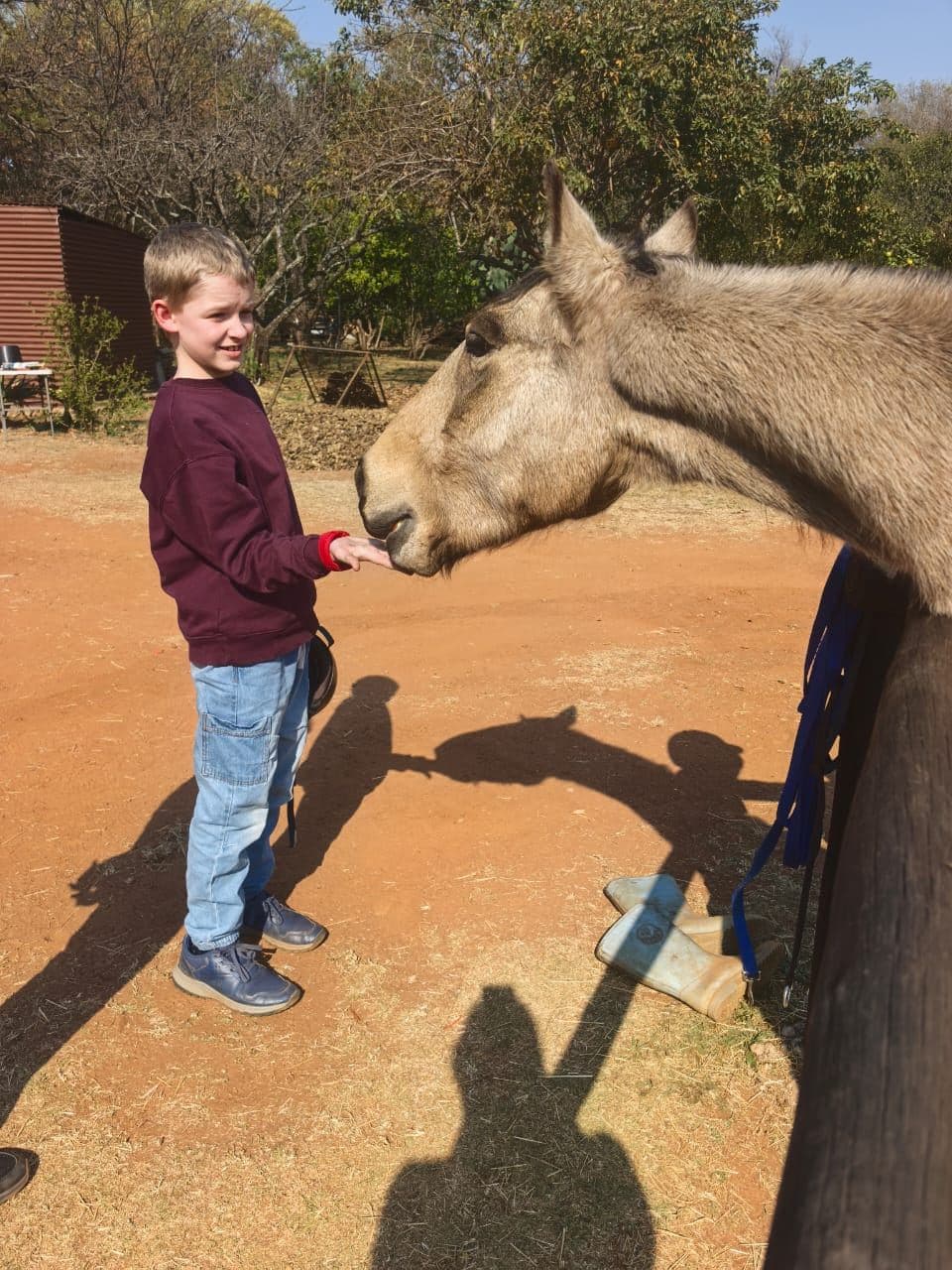 Boy feeding a buckskin horse a treat
