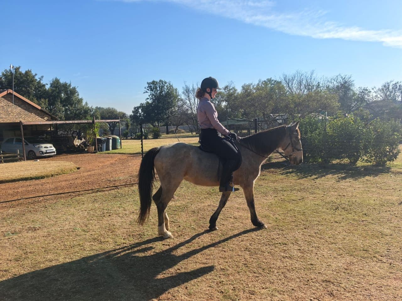 Rider walking a buckskin horse in the morning sun