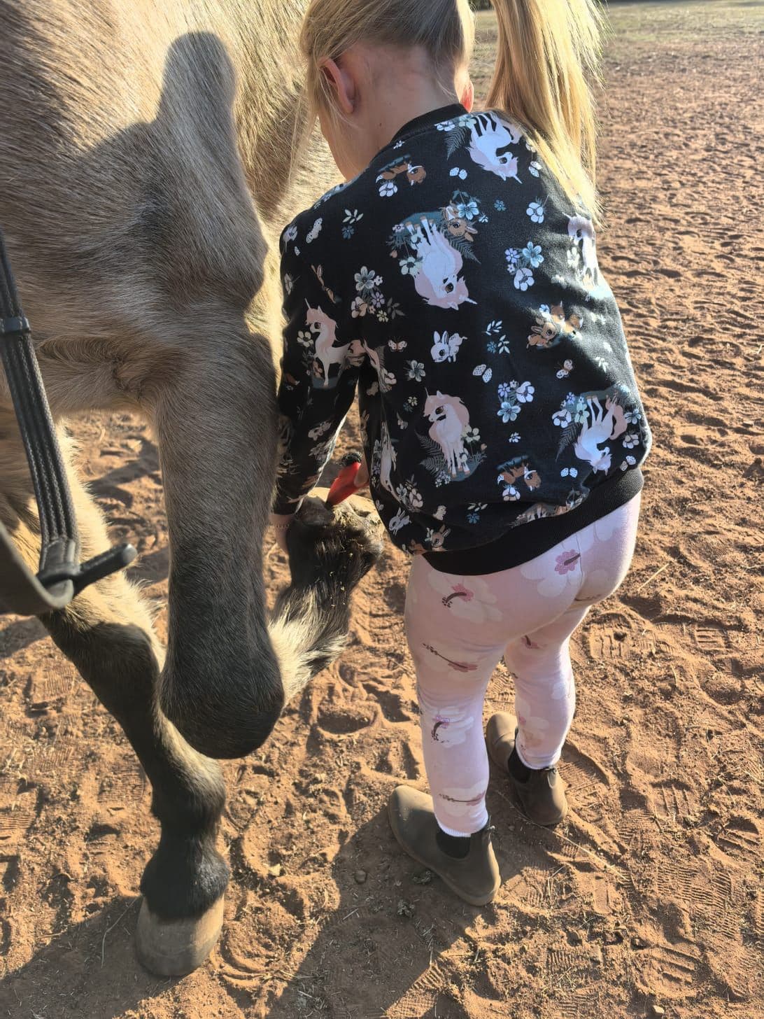 Young girl picking out a horse's hoof