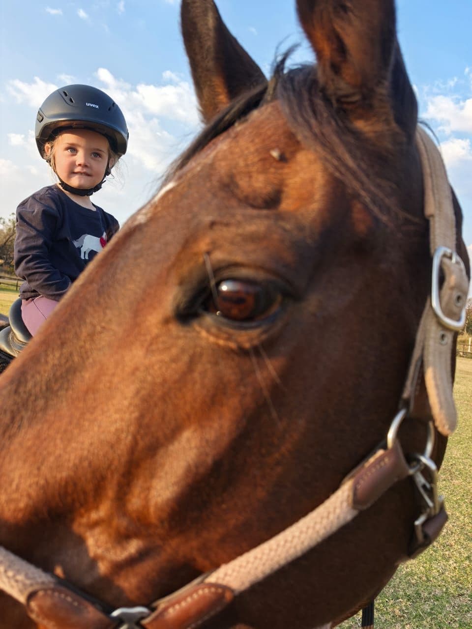 Little rider peeking around a bay horse's head